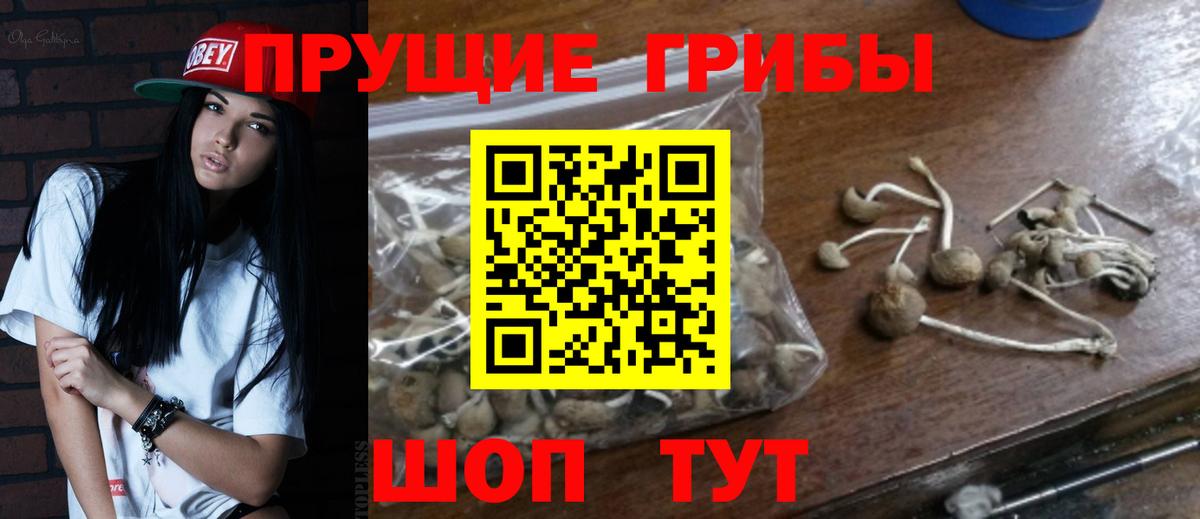 Галлюциногенные грибы GOLDEN TEACHER  Галлюциногенные грибы Psilocybe  Вход с VPN  Мурино 